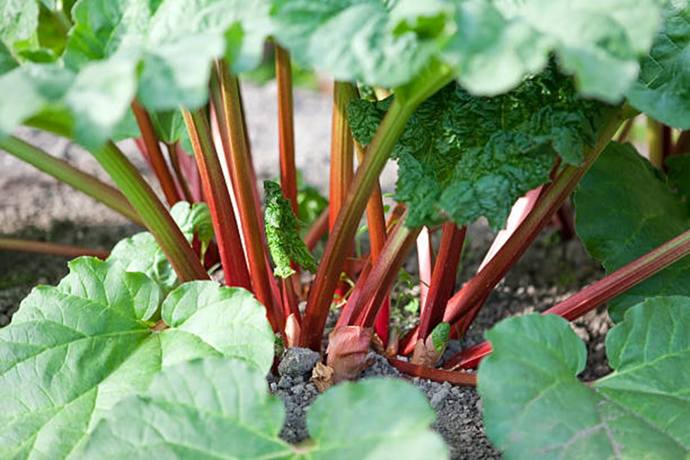 rhubarb perennial vegetables