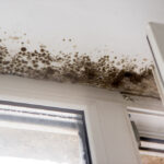 Watch Out for These Signs of Mold!